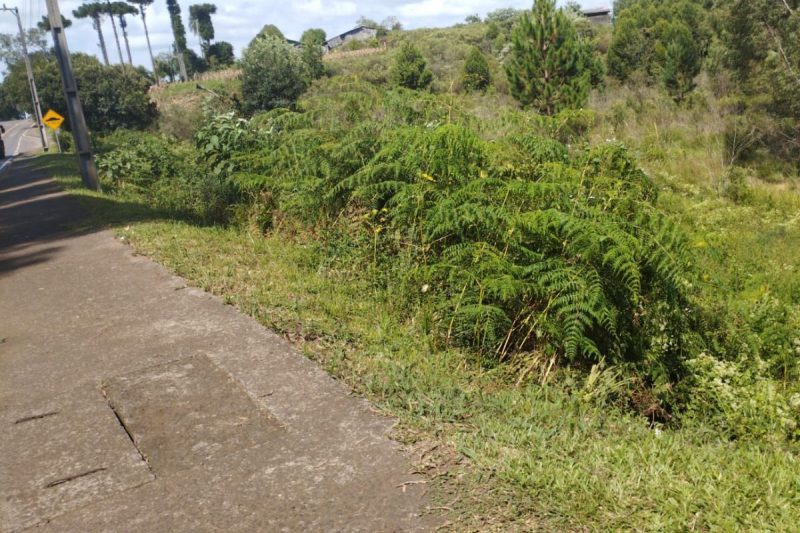 Corpo de idoso é encontrado em estado avançado de decomposição no Oeste de SC