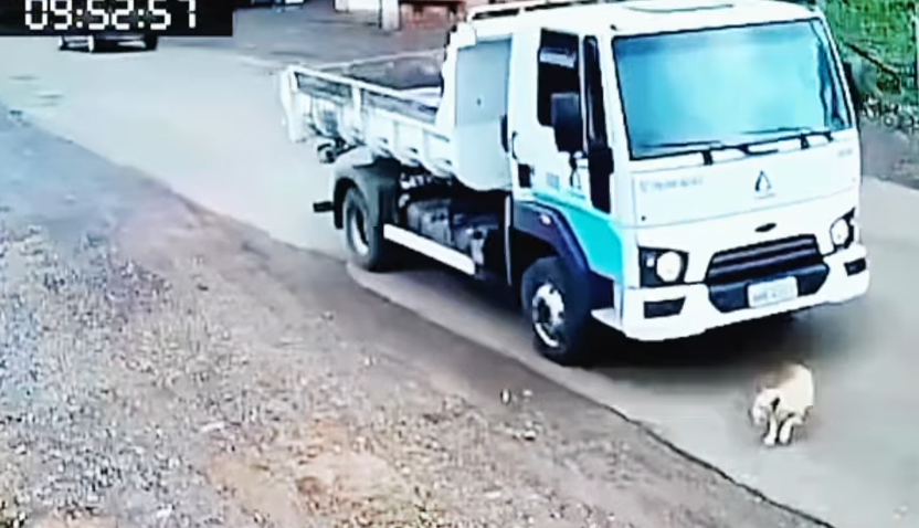 Deputado Marcius Machado denuncia atropelamento de cão por caminhão da Casan em Painel