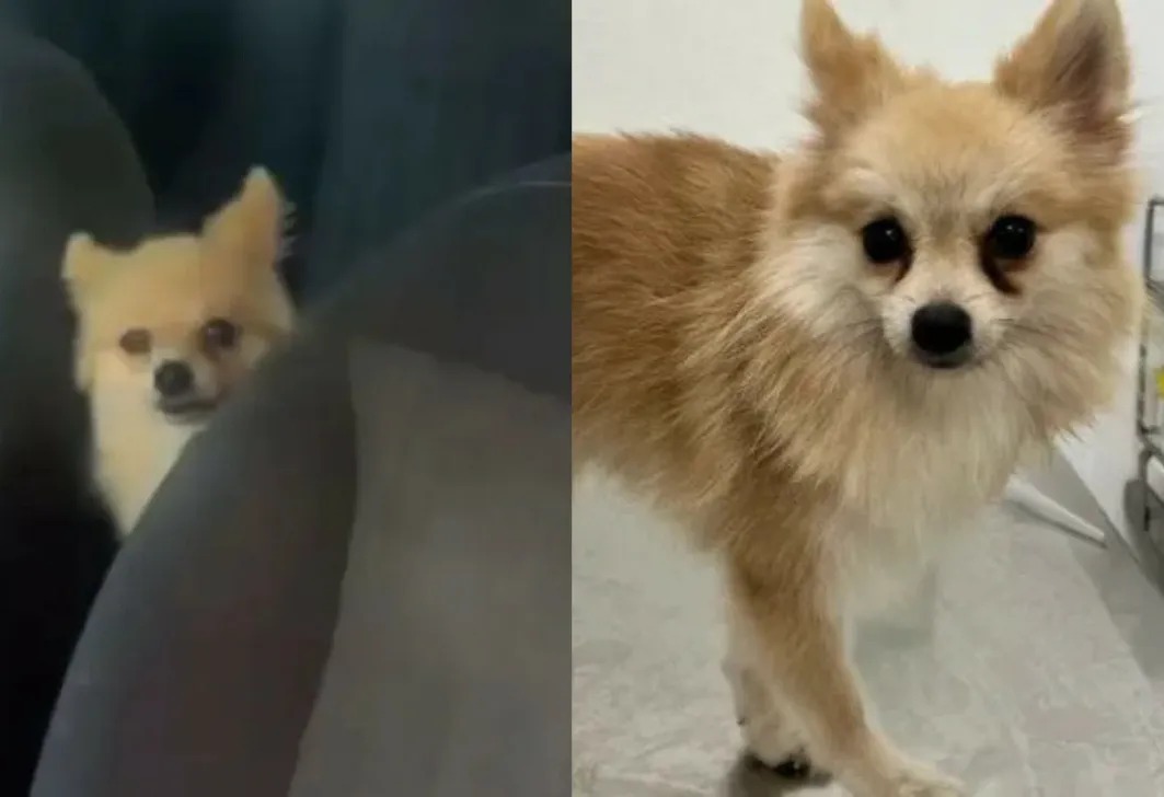 Homem é preso por maus-tratos, após deixar cachorro preso em veículo no Norte de SC